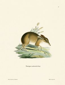 Pig-footed Bandicoot (farvet gravering) af German School