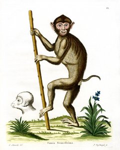 Grisehalemakak (farvet gravering) af German School