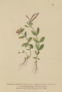 Pimpernel Willowherb (Epilobium anagallidifolium, Epilobium alpinum) af German School