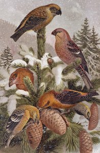 Pine Grosbeak and Crossbill, tallerken fra Brehms Dyreliv: Generel viden om dyreriget, bind 4, s. 314, udgivet af Bibliografisk Institut, 1891 af German School