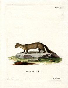 Pine Marten (farvet gravering) af German School