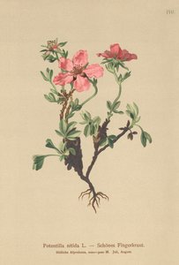 Pink Klokkelyng (Potentilla nitida) af German School