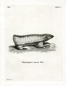 Pink Fairy Armadillo (farvet gravering) af German School