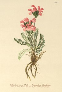 Lyserød Lusewort (Pedicularis rosea) af German School