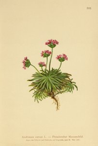 Pink Rock Jasmin (Androsace carnea) af German School