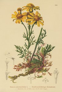 Fligbladet Ragwort (Senecio abrotanifolius, Jacobaea abrotanifolia) af German School