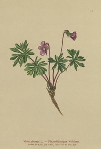 Violet (Viola pinnate) af German School