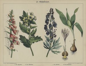 Planter (farve litho) af German School