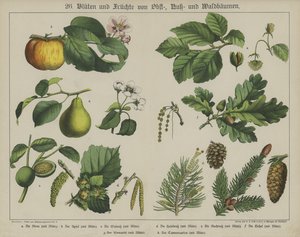 Planter (farve litho) af German School