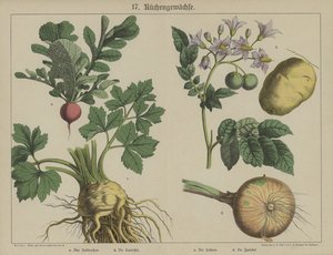 Planter (farve litho) af German School
