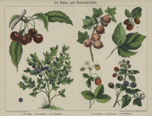 Planter (farve litho) af German School