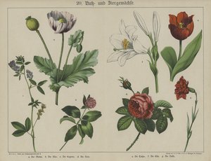 Planter (farve litho) af German School
