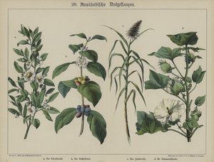 Planter (farve litho) af German School