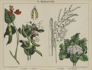 Planter (farve litho) af German School