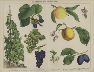 Planter (farve litho) af German School