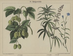 Planter (farve litho) af German School