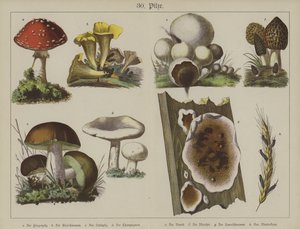 Planter (farve litho) af German School