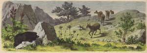 Planter og dyr i Asiens bjerge (farvet gravering) af German School
