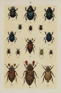 Tallerken fra The Young Beetle-Collector