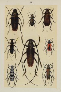 Tallerken fra The Young Beetle-Collectors Handbook (chromolitho) af German School