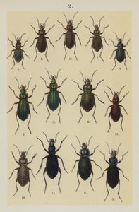Tallerken fra The Young Beetle-Collector