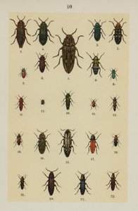 Tallerken fra The Young Beetle-Collector