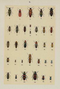 Tallerken fra The Young Beetle-Collectors Handbook (chromolitho) af German School