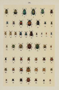 Tallerken fra The Young Beetle-Collectors Handbook (chromolitho) af German School