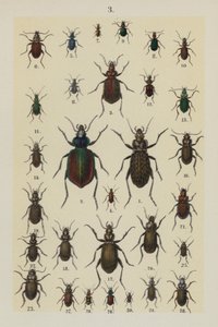 Tallerken fra The Young Beetle-Collector