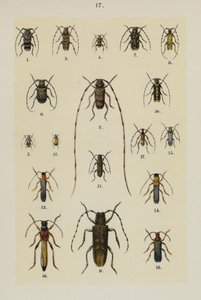 Tallerken fra The Young Beetle-Collectors Handbook (chromolitho) af German School