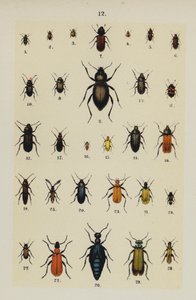 Tallerken fra The Young Beetle-Collectors Handbook (chromolitho) af German School