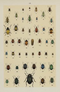 Tallerken fra The Young Beetle-Collectors Handbook (chromolitho) af German School