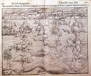 Plade, der repræsenterer alle typer marine og terrestriske monstre fundet i nordlige områder: Xilografi taget fra Sebastien Munsters Universal Cosmography. balle af German School