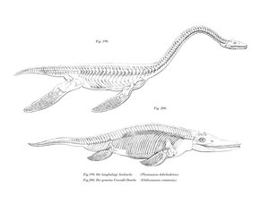 Plesiosaur (farve litho) af German School
