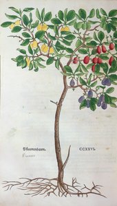 Blommetræ, en botanisk plade fra herbariet af Leonhart Fuchs (1501-66), udgivet i Basel, 1543 af German School