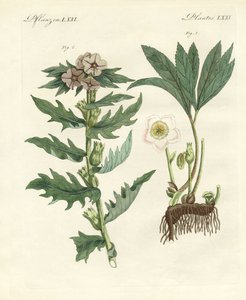 Giftige tyske planter af German School