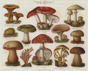 Giftige svampe (farve litho) af German School
