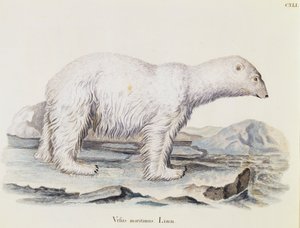 Isbjørn (Ursus maritimus), fra Pattedyr illustreret fra Nature med beskrivelser, af Johann Christian Daniel von Schreber (1739-1810), gravering af IC Bock efter tegning af Marechal, bind 3, tabel 141, Tyskland af German School