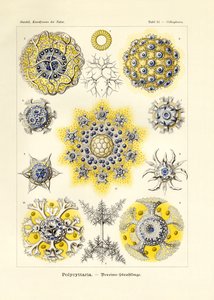 Polycyttaria af German School