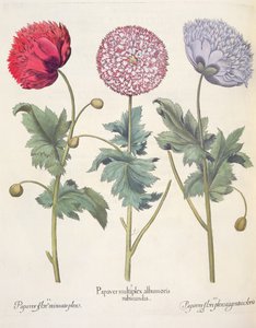 Valmuer: 1. Valmue er et kompleks af rødskallede valmuer; 2. Valmue, fuld af miniato-blomst; 3. Papirblomst fuld af farver, fra Hortus Eystettensis af Basil Besler (1561-1629), pub. 1613