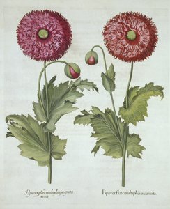Valmuer, fra Hortus Eystettensis, af Basil Besler (1561-1629) pub. 1613 af German School