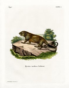 Porcupine (farvet gravering) af German School
