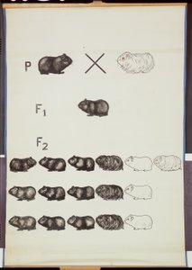 Plakat, der demonstrerer Mendels lov i marsvin af German School