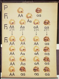 Plakat af Cepea Snails af German School