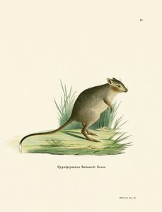 Potoroo (farvet gravering) af German School