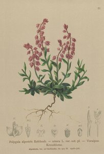 Foralpin mælkeurt (Polygala alpestris, Polygala amara var. aut. pl., Polygala brachyptera) af German School
