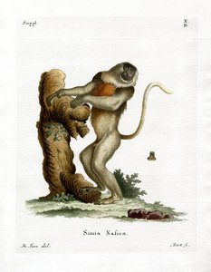 Proboscis Monkey (farvet indgravering) af German School
