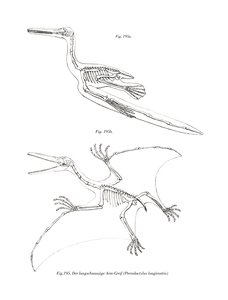 Pterodactyl (farve litho) af German School