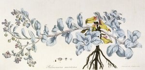 Pulmonaria Maritima, 1785-1788 af German School
