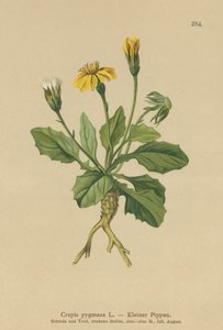 Dværgfalk (Crepis pygmaea, Hieracium pumilum) af German School